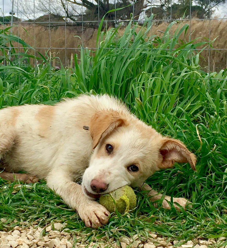 cane edward 29550663_959640074186133_967148272_n - copia